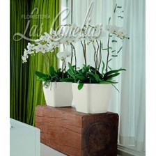 Galería de imágenes